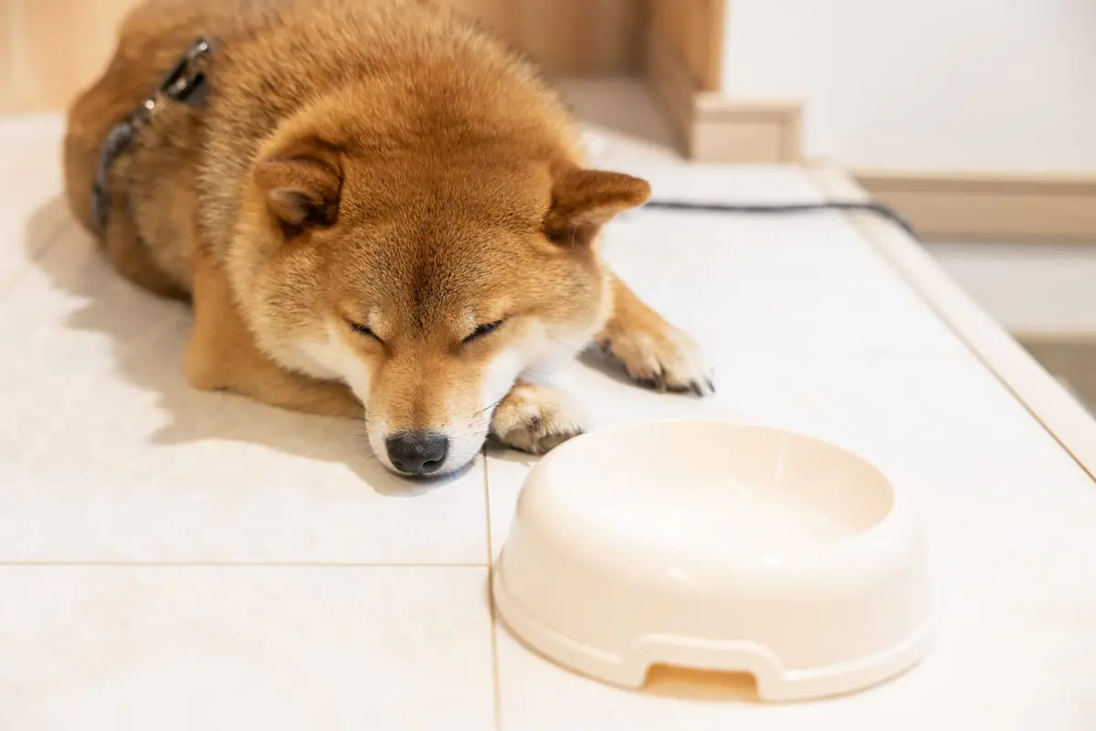 愛犬とのんびり過ごせる、あたたかな時間。